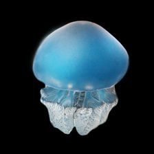 彩色水母 Blubber jellyfish