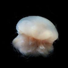 幽靈水母 Ghost Jellyfish
