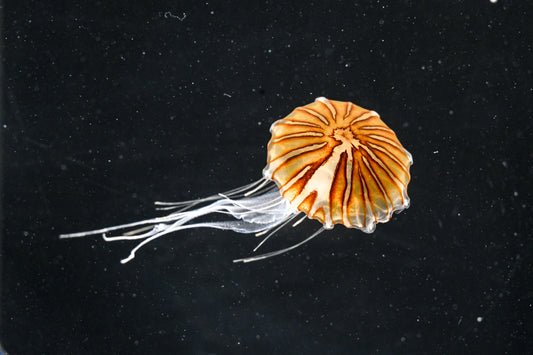 八爪水母 Spotted jellyfish