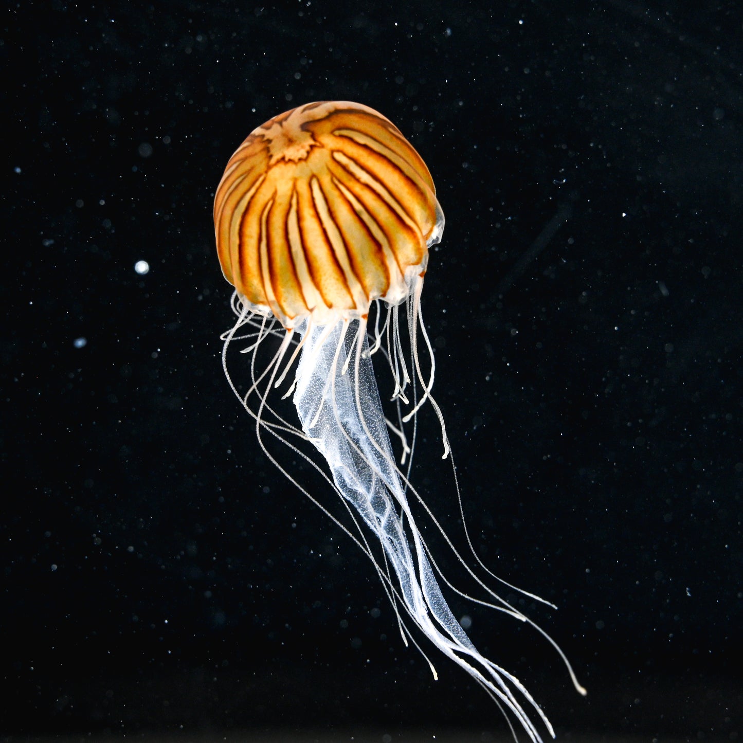 啡海剌水母 Brown Sea Nettle Jellyfish