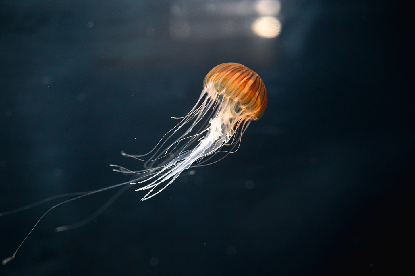 八爪水母 Spotted jellyfish