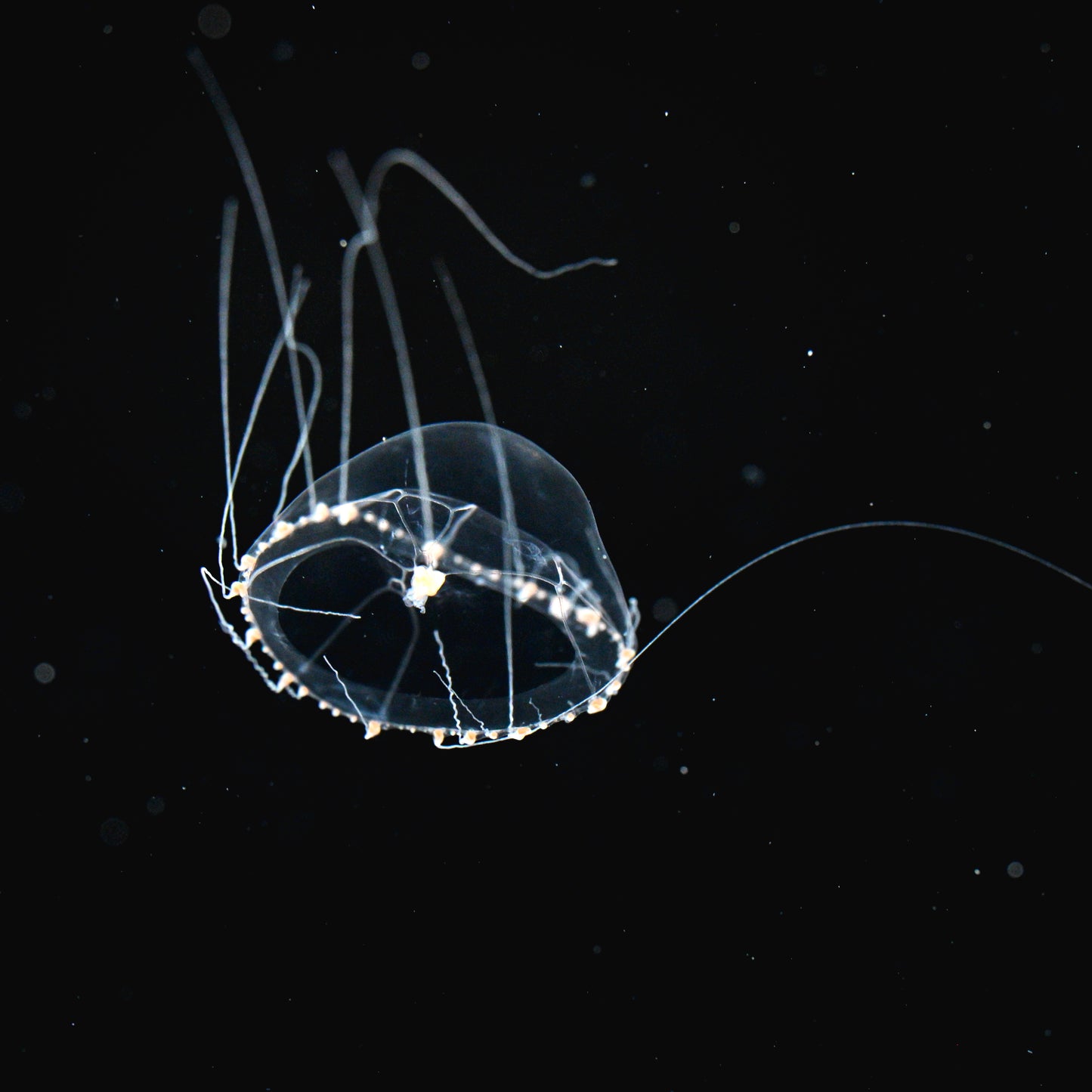 雲裳水母 Japan Jellyfish