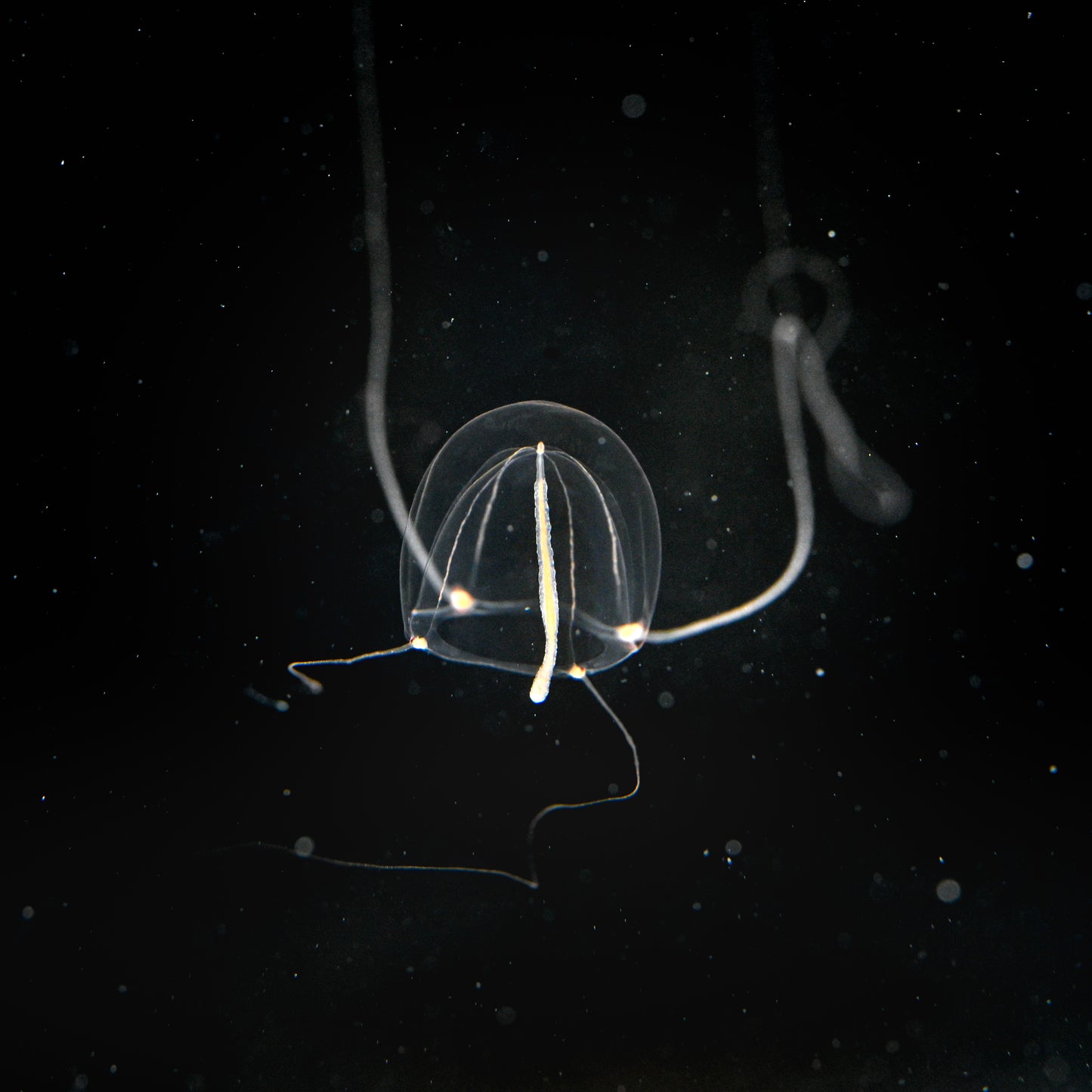 高冠水母 Octona Jellyfish